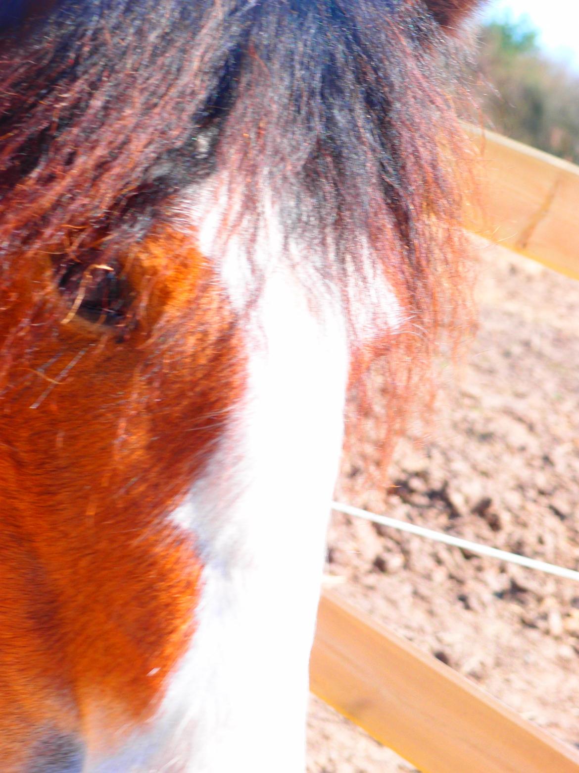 Irish Cob Caraminas Calina billede 12