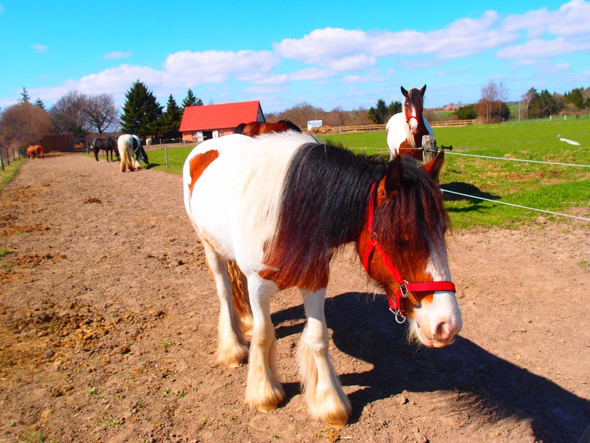 Irish Cob Caraminas Calina billede 14