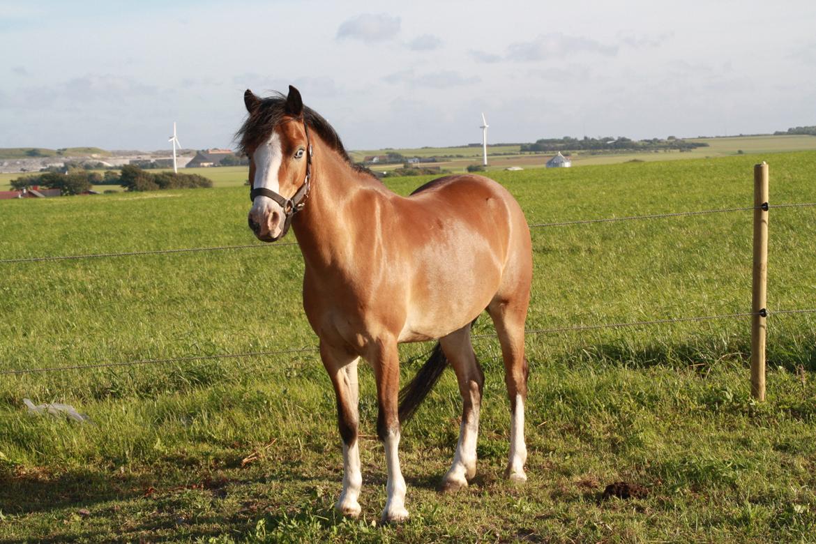 Anden særlig race Scooby doo billede 1