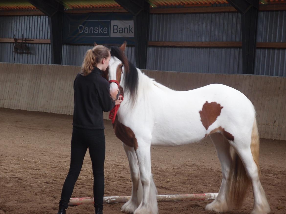 Irish Cob Caraminas Calina billede 15