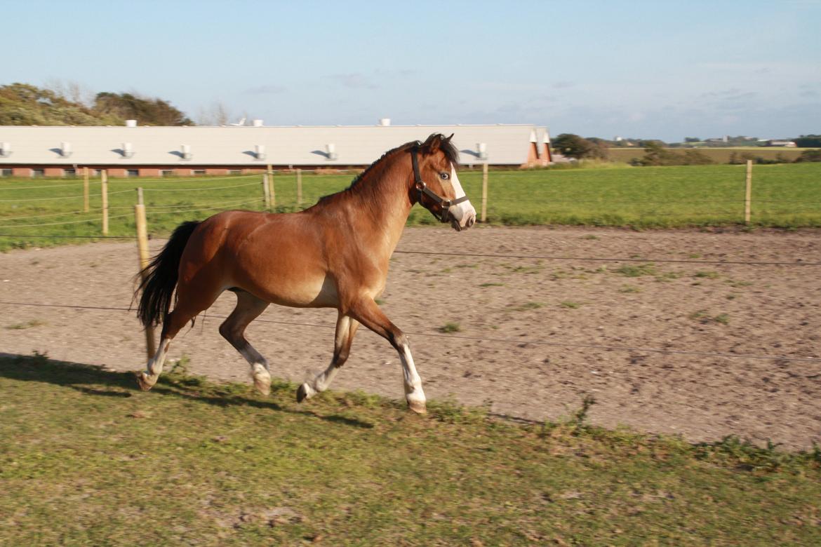 Anden særlig race Scooby doo billede 2