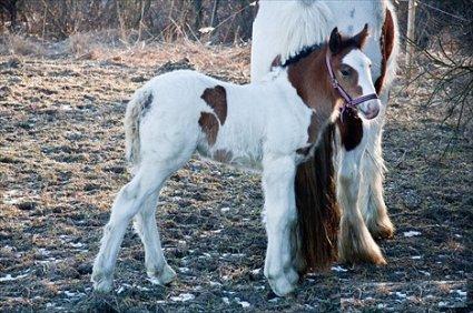 Irish Cob Caraminas Calina billede 2