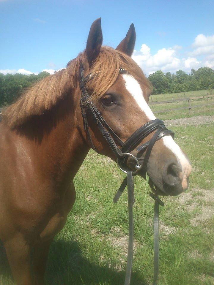 Welsh Cob (sec D) Flora billede 18