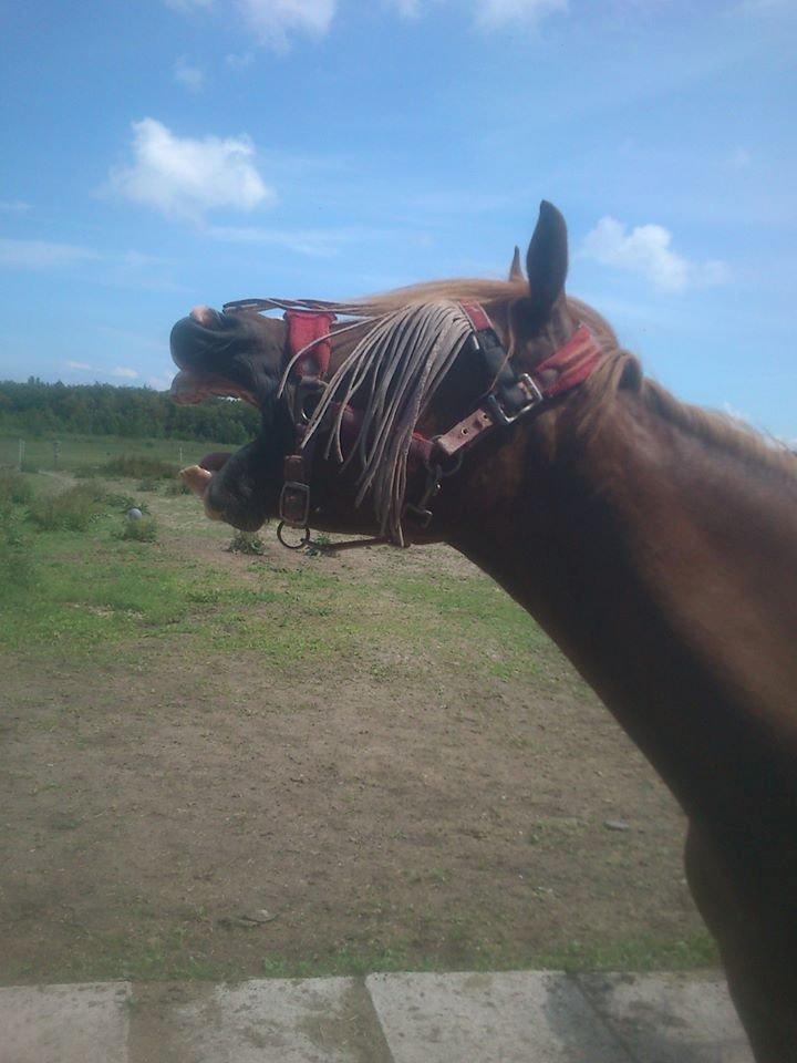 Welsh Cob (sec D) Flora - ih altså det er sååå kedeligt at få taget billeder! gaaaab ;P billede 10