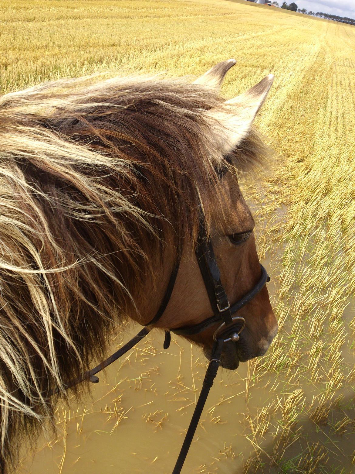 Anden særlig race Tikka billede 20