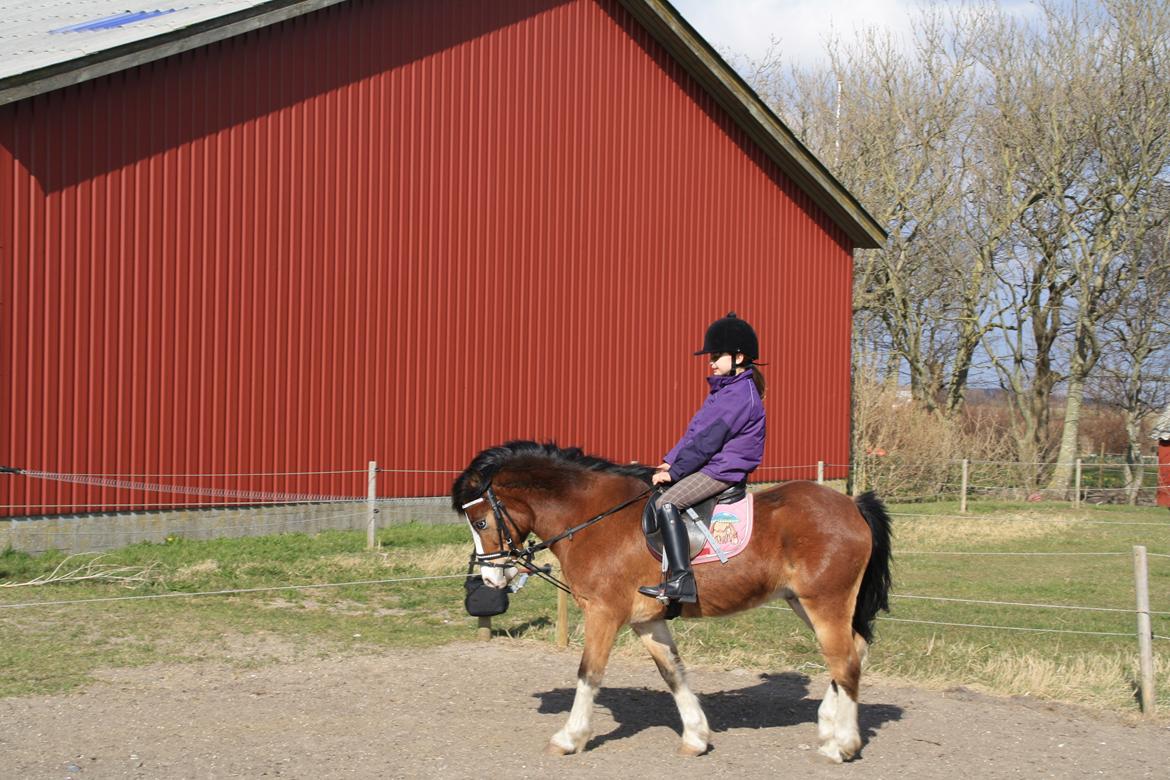 Anden særlig race Scooby doo billede 4