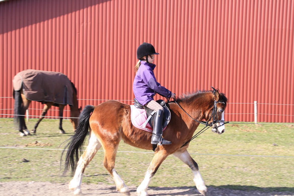 Anden særlig race Scooby doo billede 5