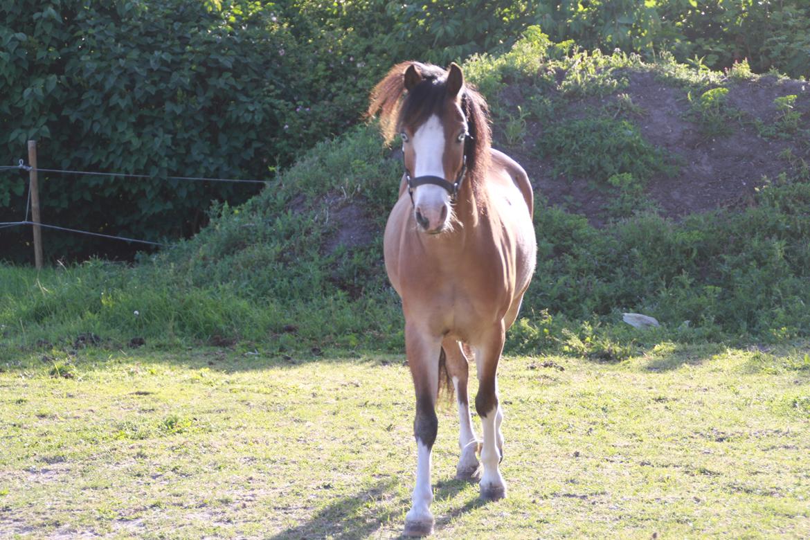 Anden særlig race Scooby doo billede 6