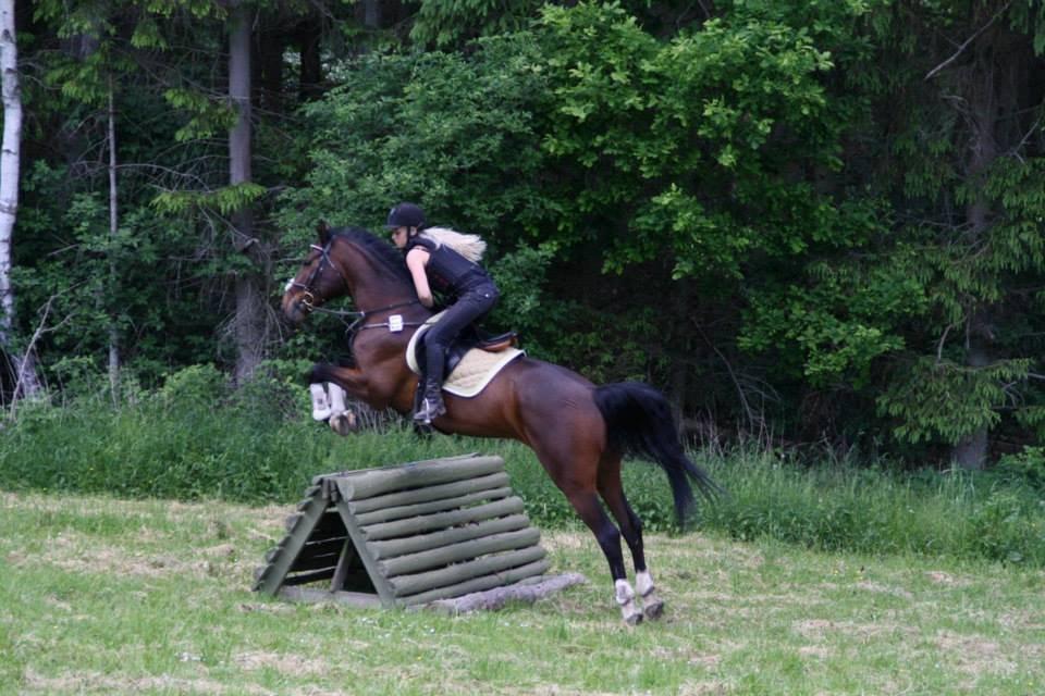 Dansk Varmblod Lillelunds Manja - Terræn træning juni 2013 billede 15