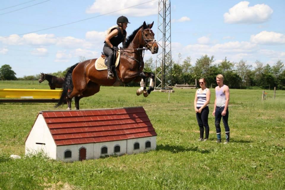 Dansk Varmblod Lillelunds Manja - Terræn træning juni 2013 billede 16