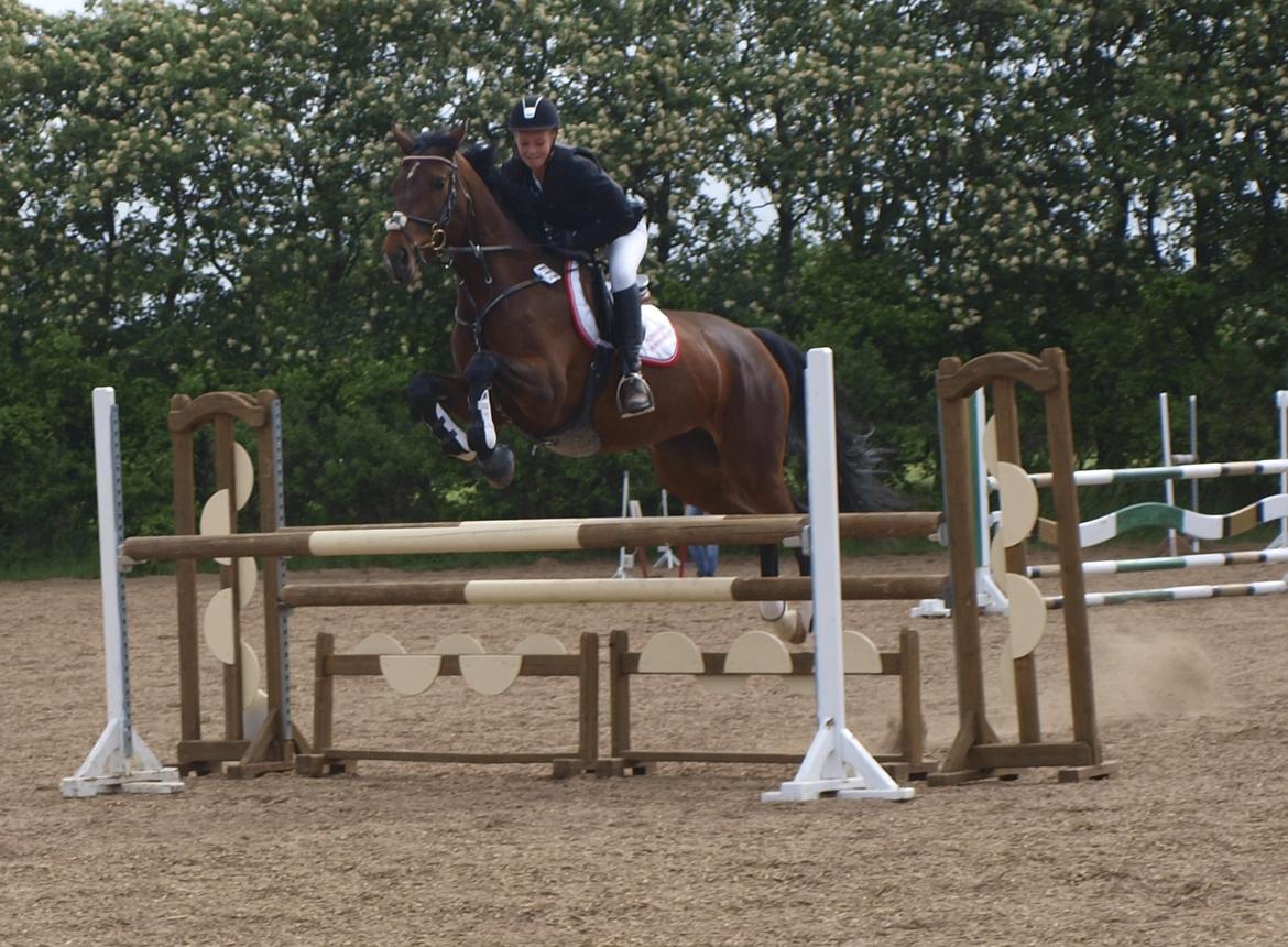 Dansk Varmblod Lillelunds Manja - C-stævne LB** 2013 billede 18