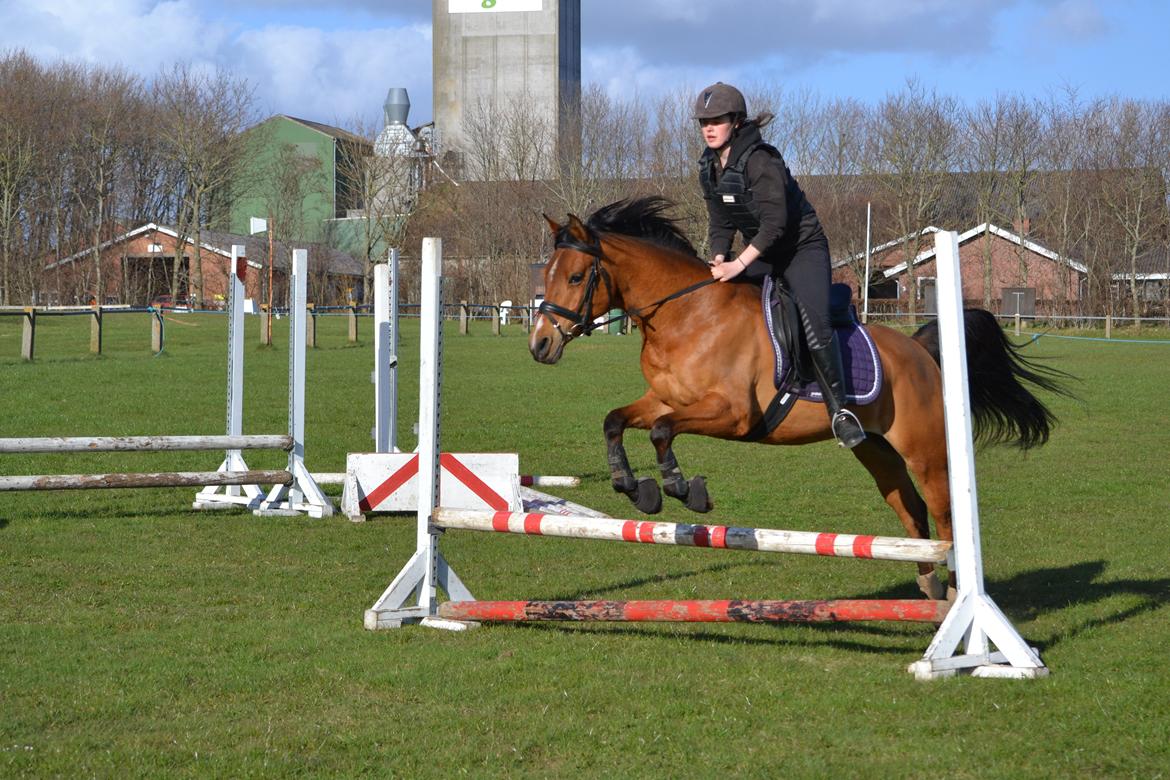 Arabisk fuldblod (OX) cherelda billede 10