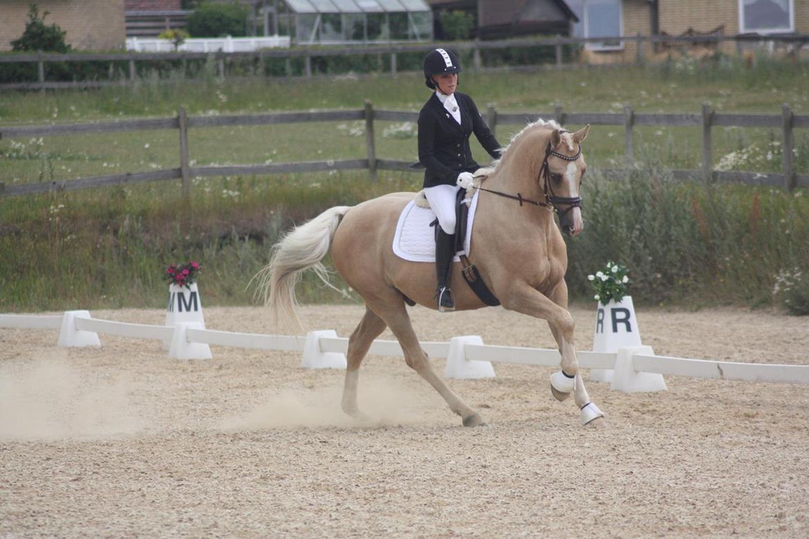 Palomino Mr. Spirit Minded - Hornsherred dressur stævne 14 Juli billede 20