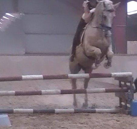 Palomino Mr. Spirit Minded billede 22