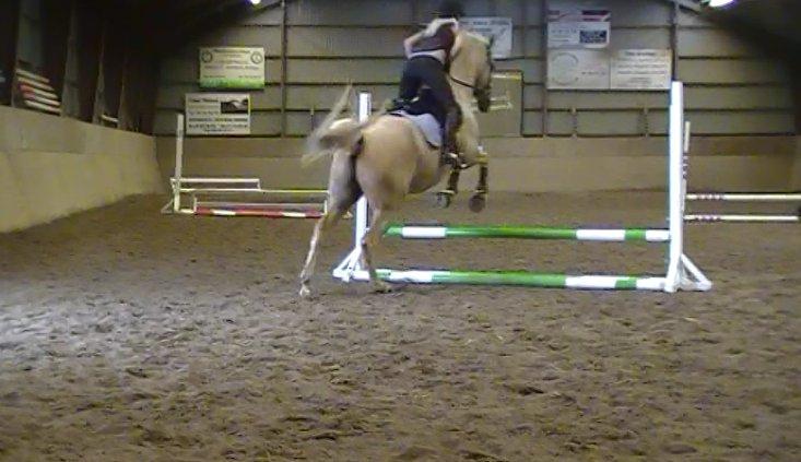 Palomino Mr. Spirit Minded billede 24