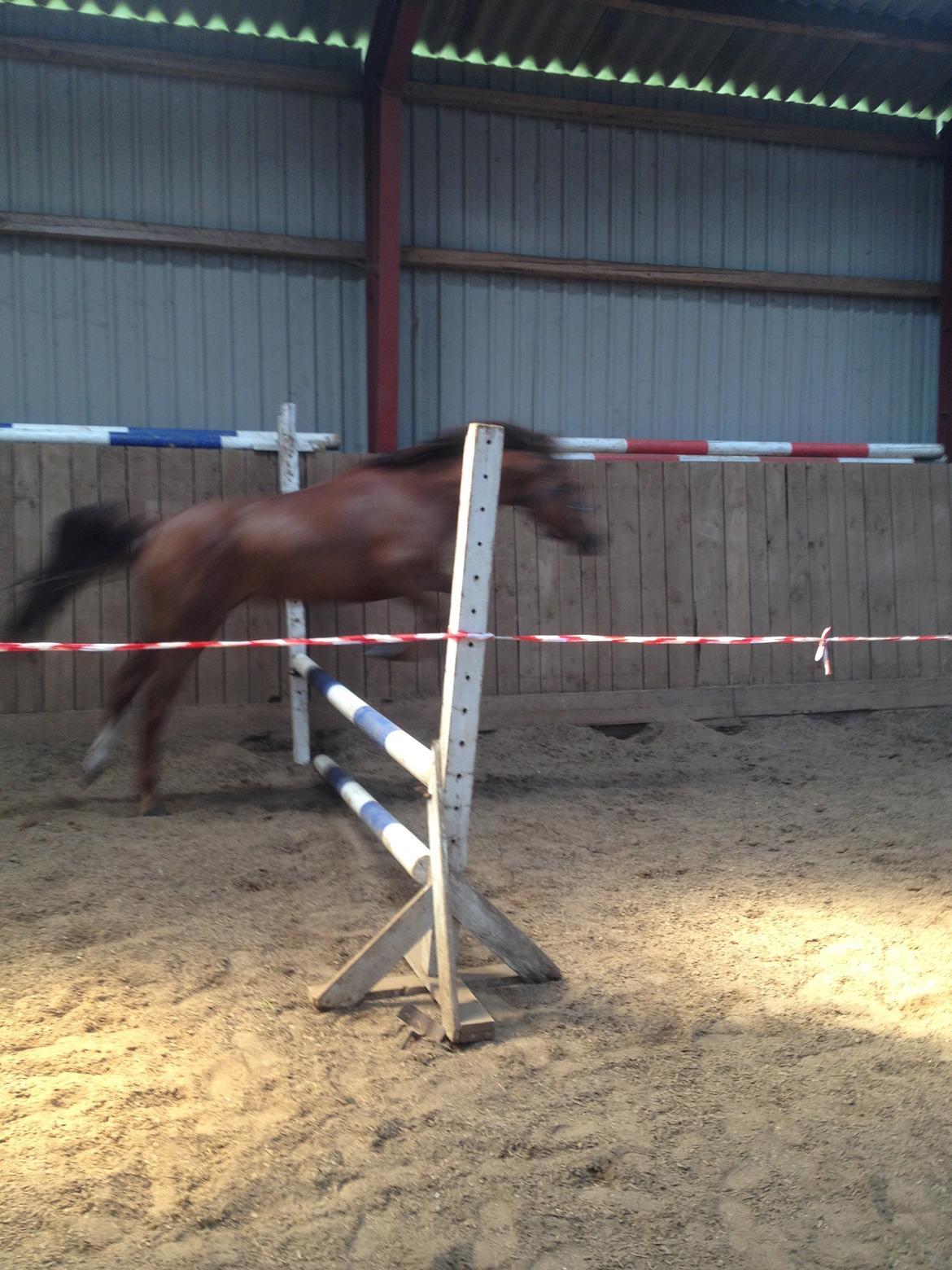 DSP Hedemands Choice - Den dag Choice lærte at springe :) billede 11