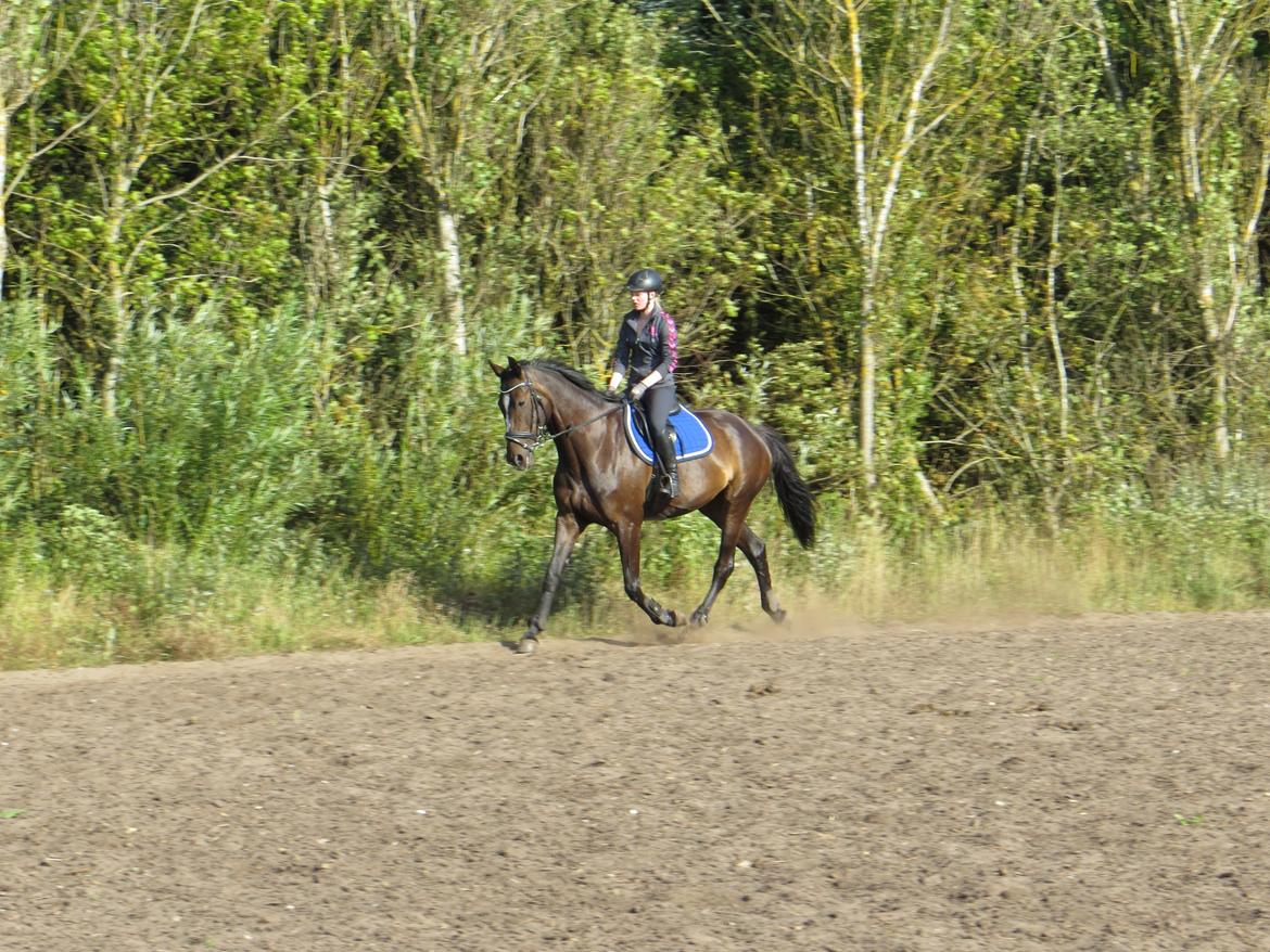 Dansk Varmblod Stald Nyborgs Chantell - Det der med at trave afslappet, det er overvurderet! 
Træning d. 14/07/2013. billede 3