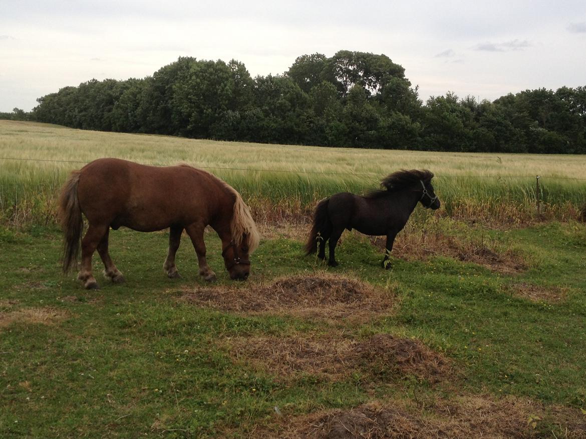 Miniature Lonso (solgt) billede 11