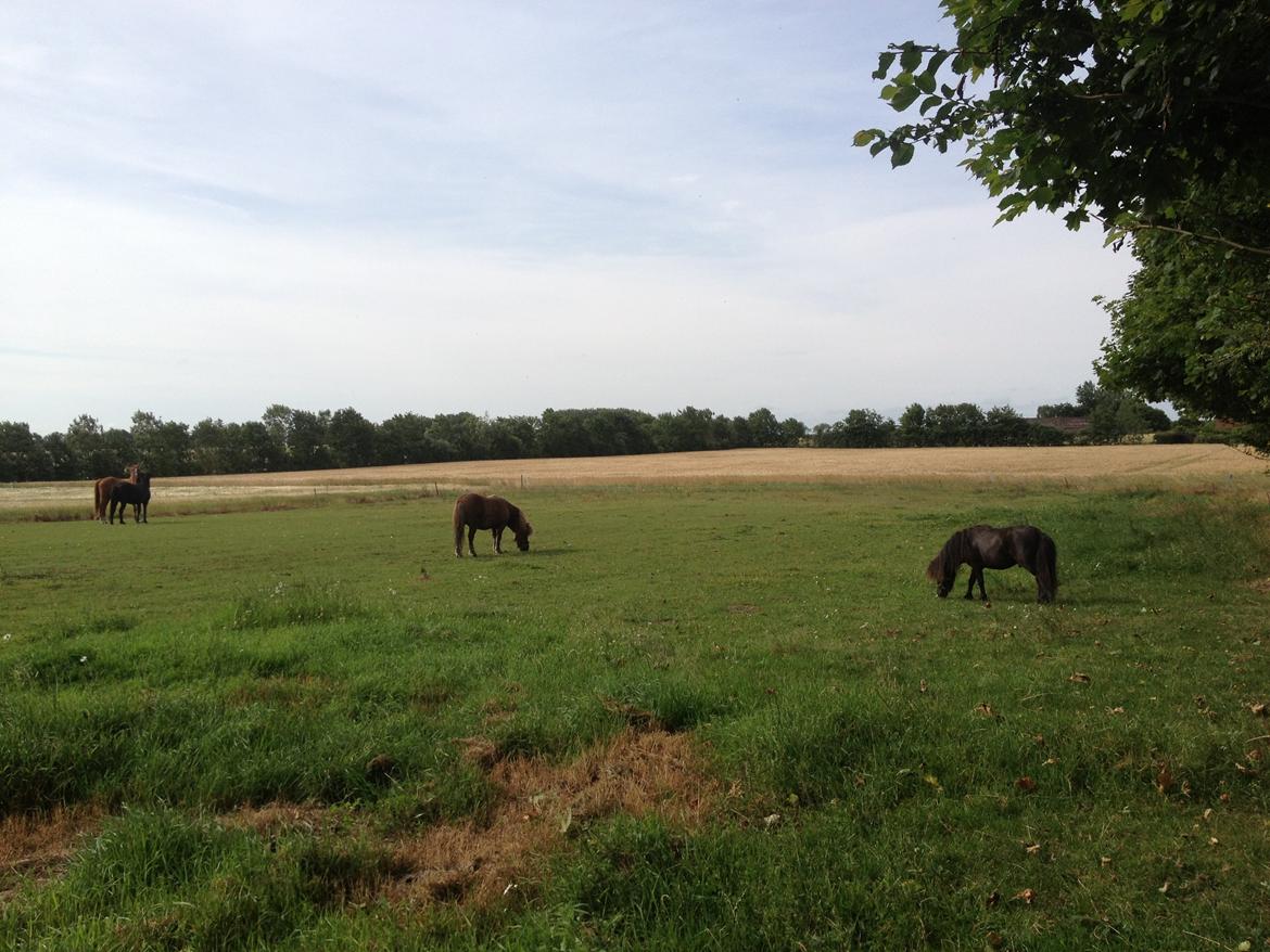 Miniature Lonso (solgt) billede 13