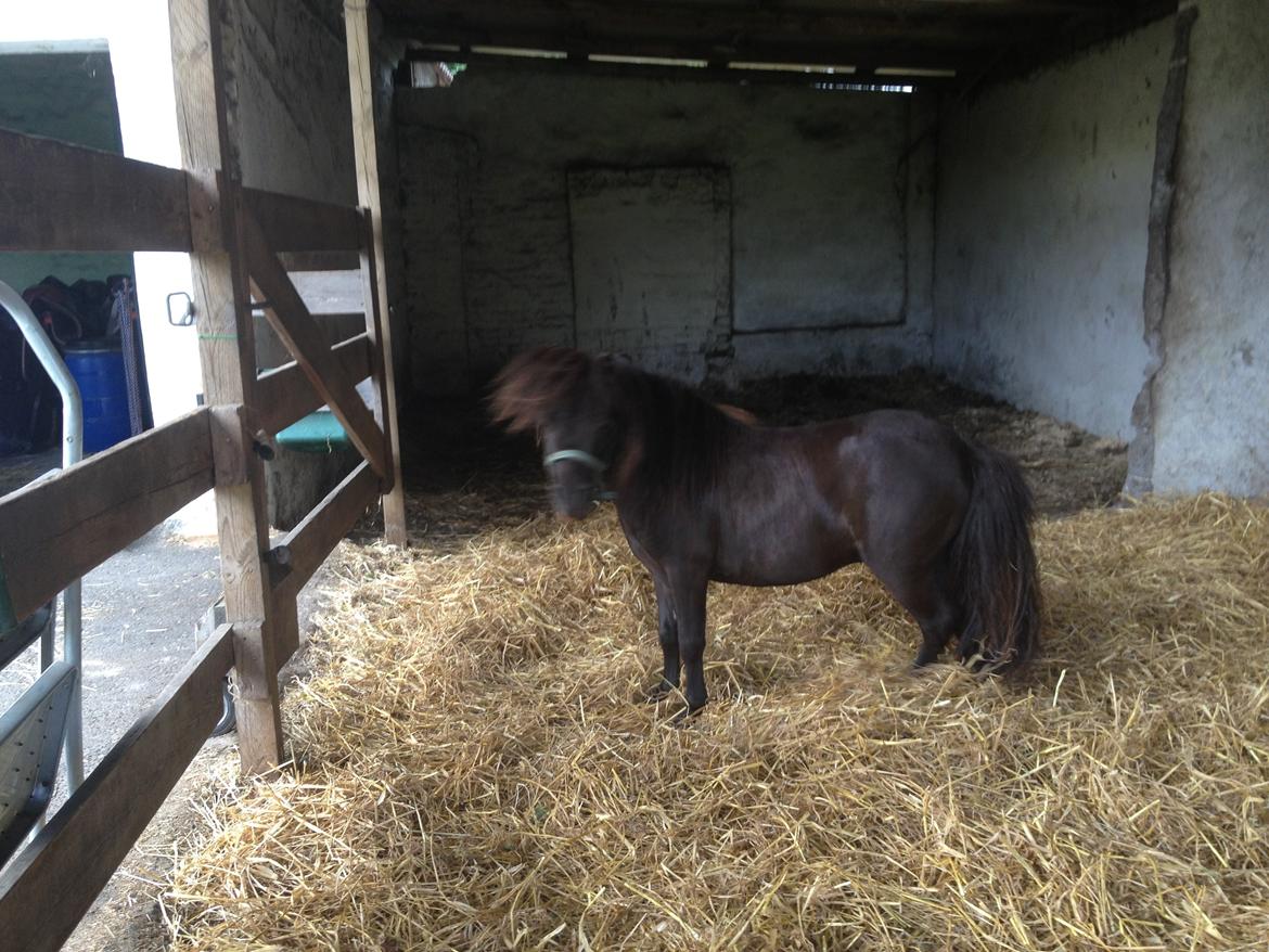 Miniature Lonso (solgt) billede 15