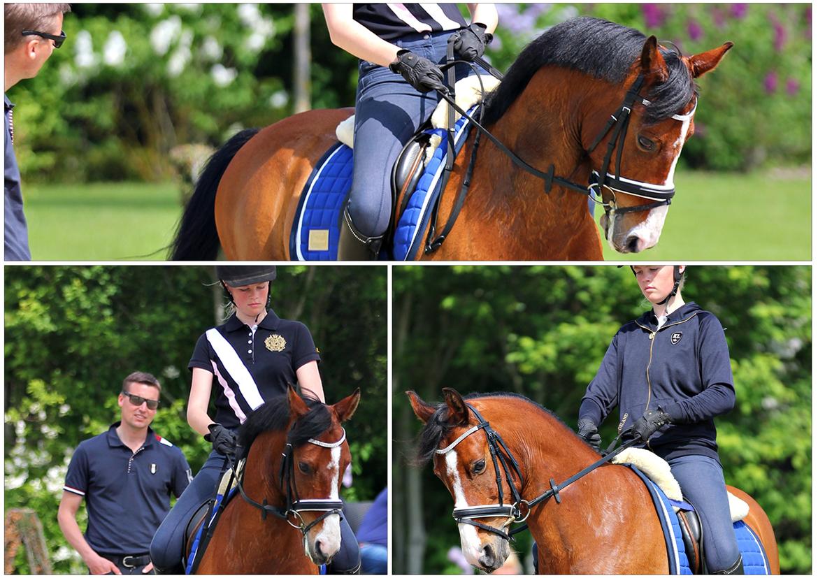 DSP Thorups Andiamo (Anker) B-pony - Konfirmation dag hos Helgstrand Dressage billede 22