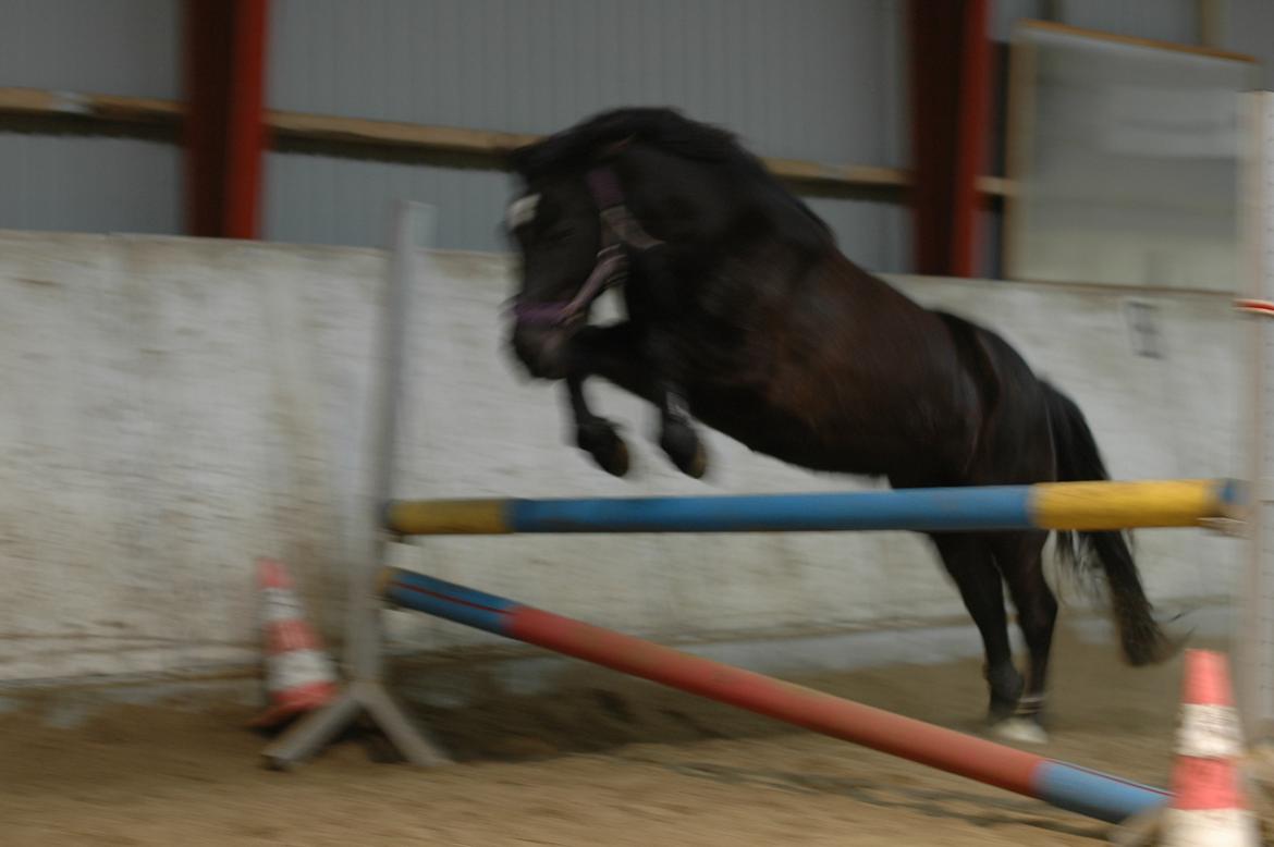 Anden særlig race Julle billede 7