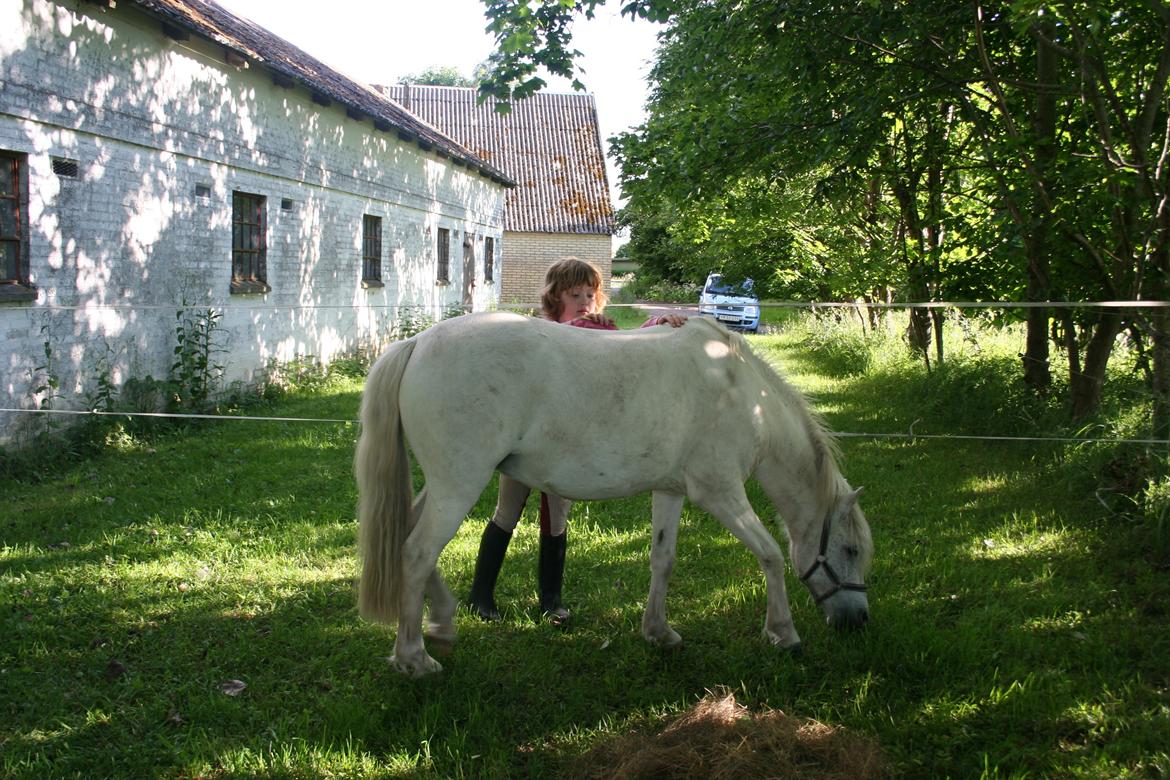 Anden særlig race Snefnug - Katrine hygger med Snefnug på sommerfold 2013 billede 10