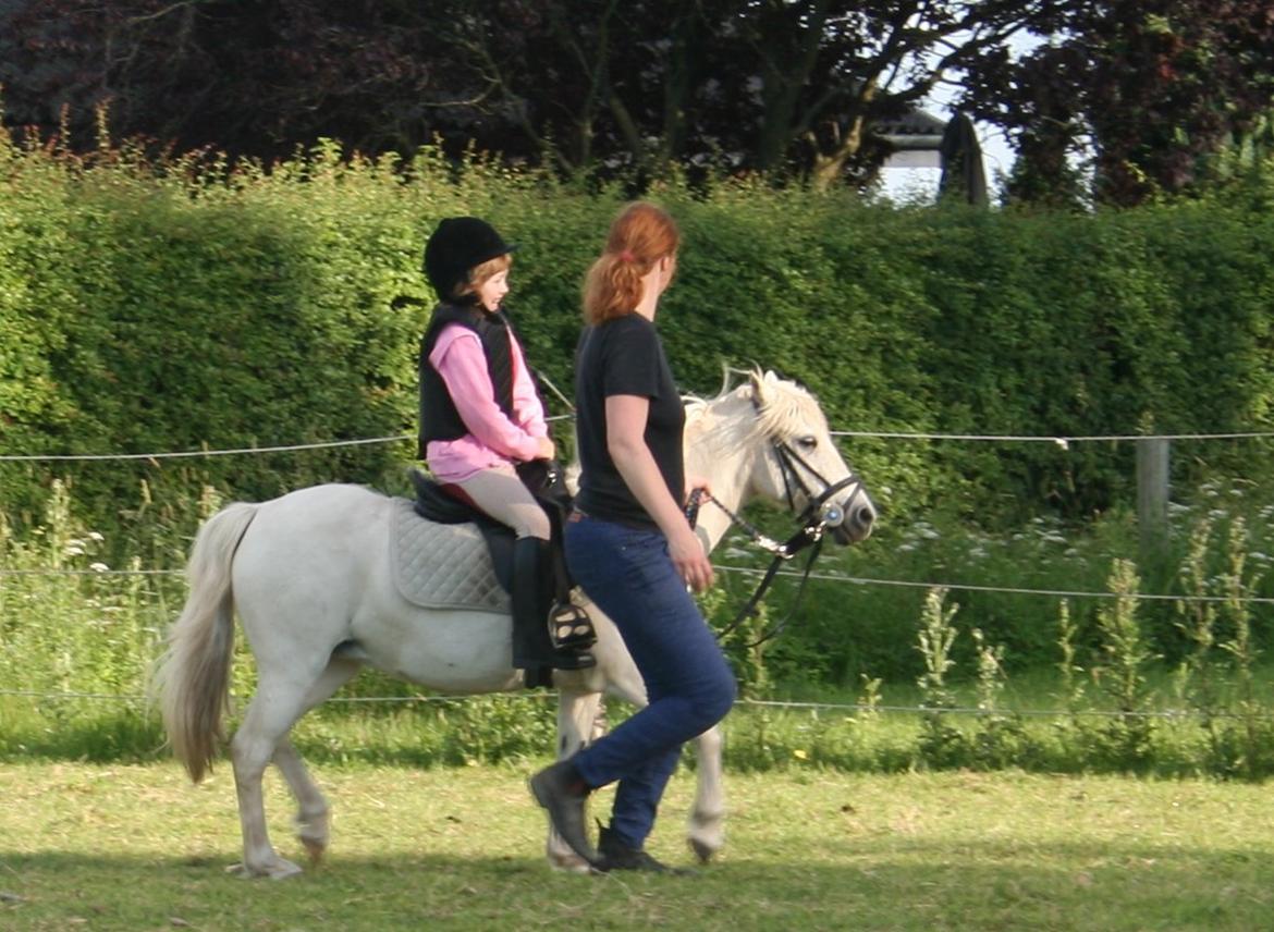 Anden særlig race Snefnug - Katrine i trav billede 11