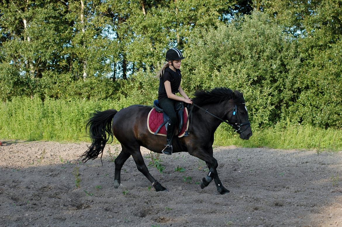 Anden særlig race Julle billede 15