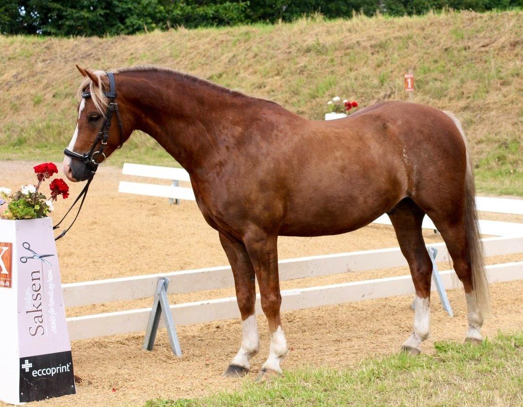 Welsh Pony (sec B) • TOTAL SURPRISE AA • billede 7