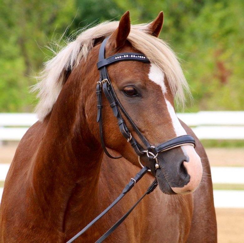Welsh Pony (sec B) • TOTAL SURPRISE AA • billede 8