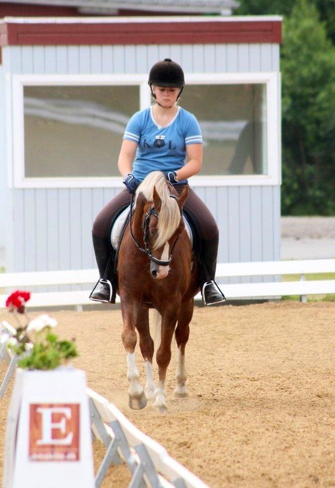 Welsh Pony (sec B) • TOTAL SURPRISE AA • billede 10