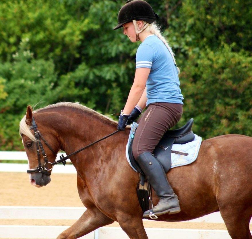 Welsh Pony (sec B) • TOTAL SURPRISE AA • billede 11