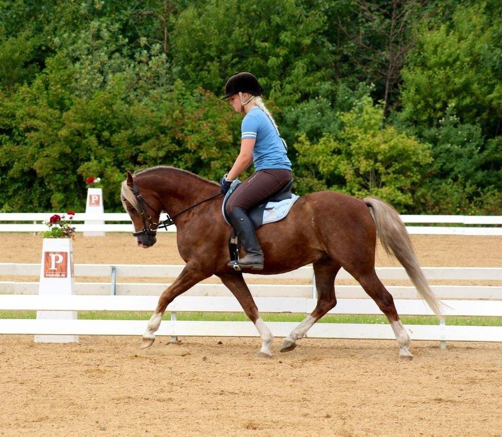 Welsh Pony (sec B) • TOTAL SURPRISE AA • billede 12