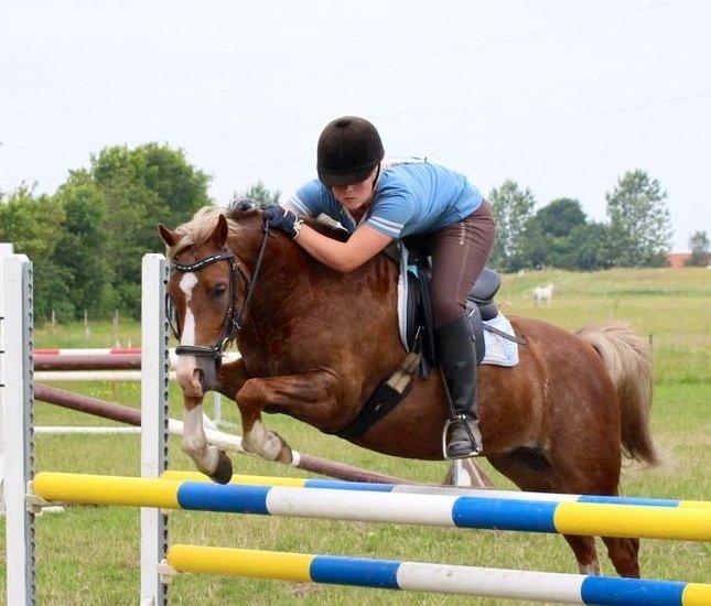 Welsh Pony (sec B) • TOTAL SURPRISE AA • billede 13