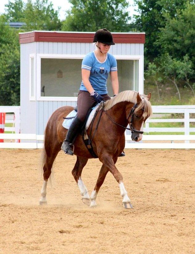 Welsh Pony (sec B) • TOTAL SURPRISE AA • billede 14
