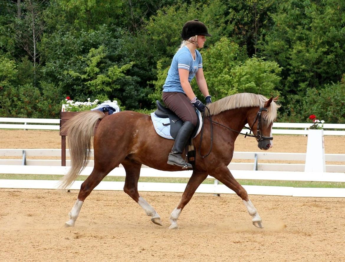 Welsh Pony (sec B) • TOTAL SURPRISE AA • billede 15