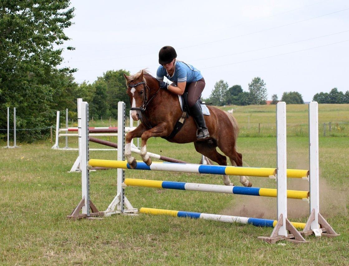 Welsh Pony (sec B) • TOTAL SURPRISE AA • billede 19