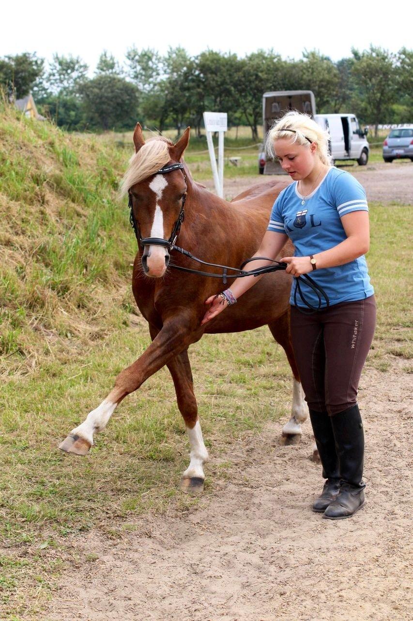 Welsh Pony (sec B) • TOTAL SURPRISE AA • billede 20