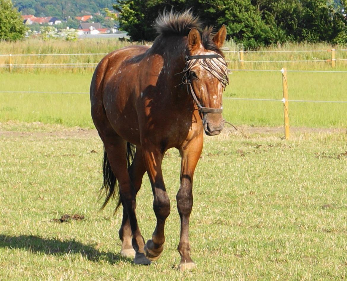 Knabstrupper Stald Buch's Texxa R.I.P billede 4
