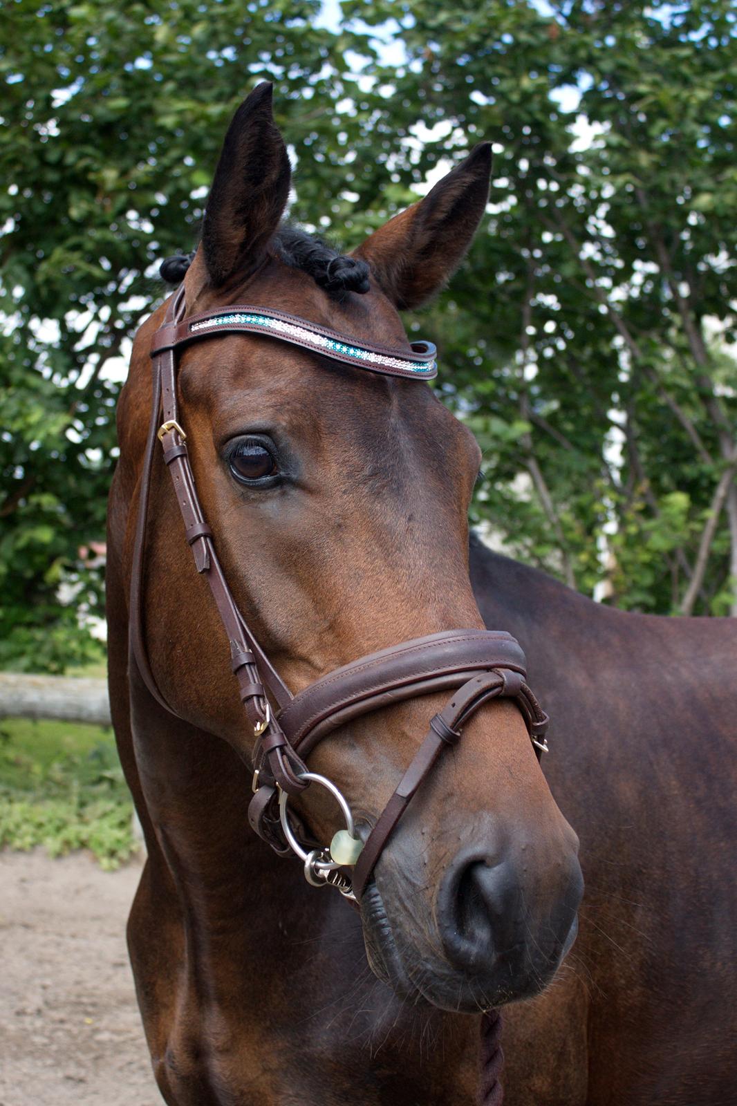 Dansk Varmblod SB *Pops* R.I.P* billede 17