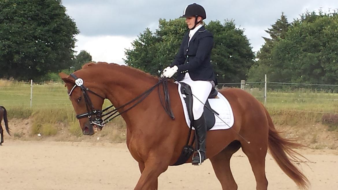 Dansk Varmblod 'Part* Largo Fresco billede 3