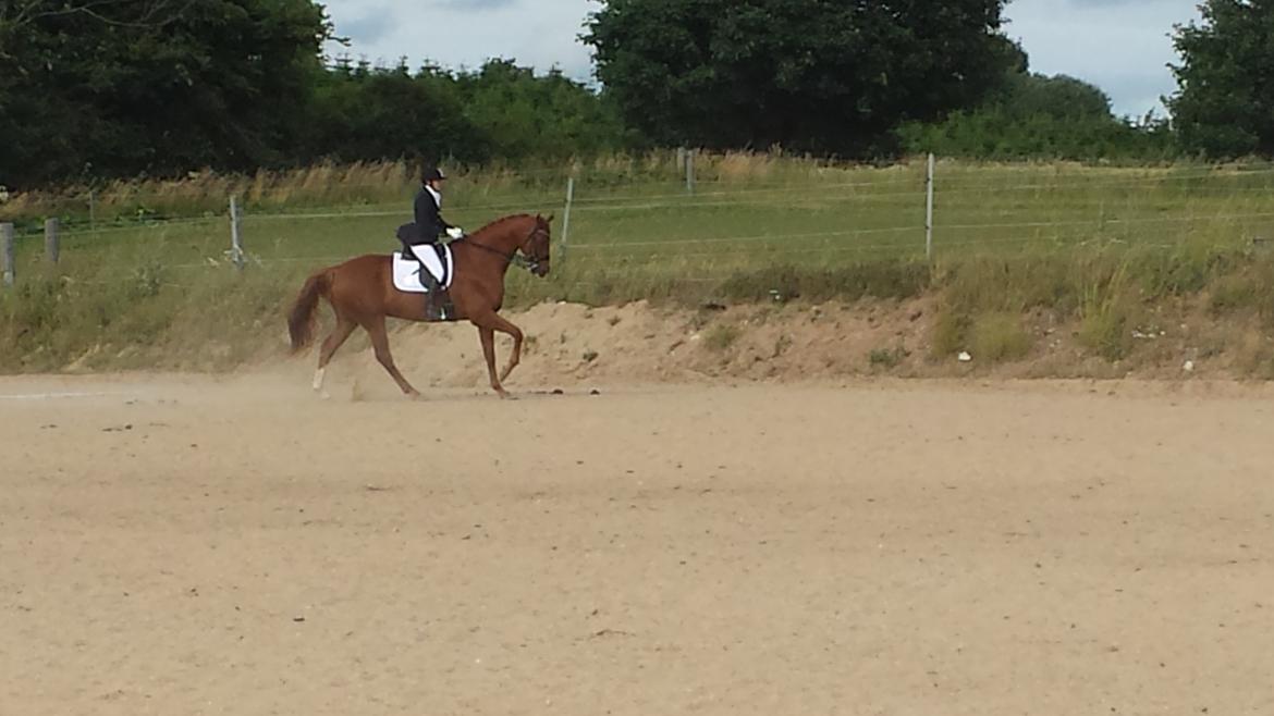 Dansk Varmblod 'Part* Largo Fresco billede 4