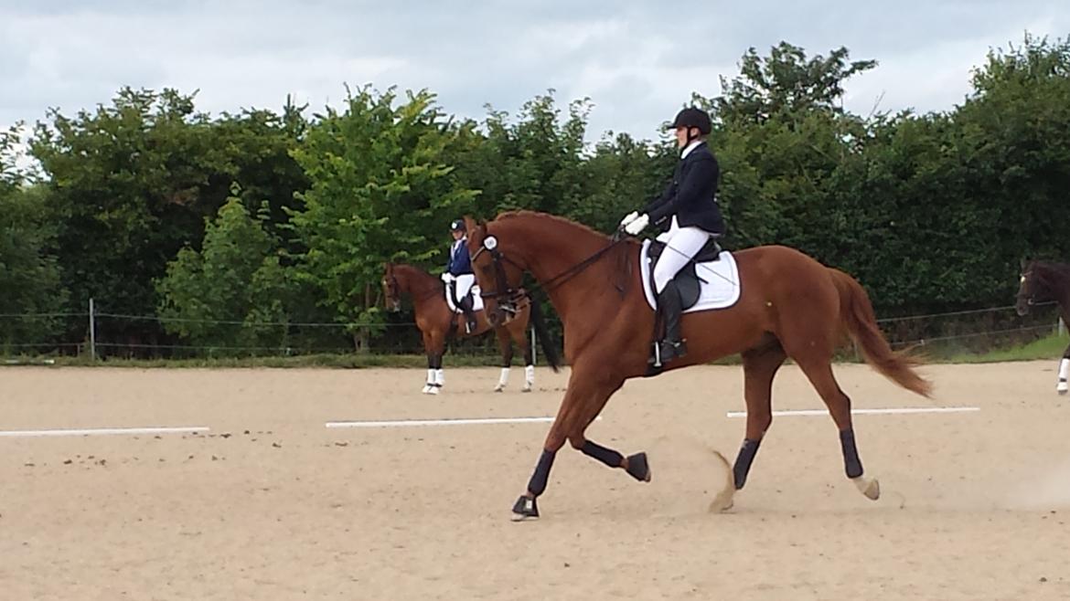 Dansk Varmblod 'Part* Largo Fresco billede 5