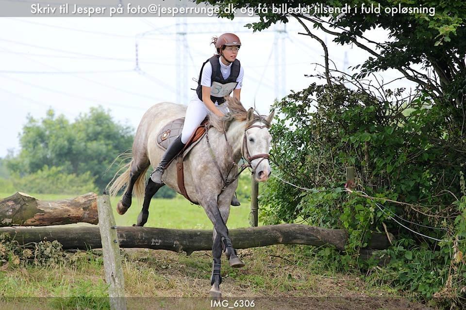 Pura Raza Española Campanero *Æseløre* - CNC70 billede 5