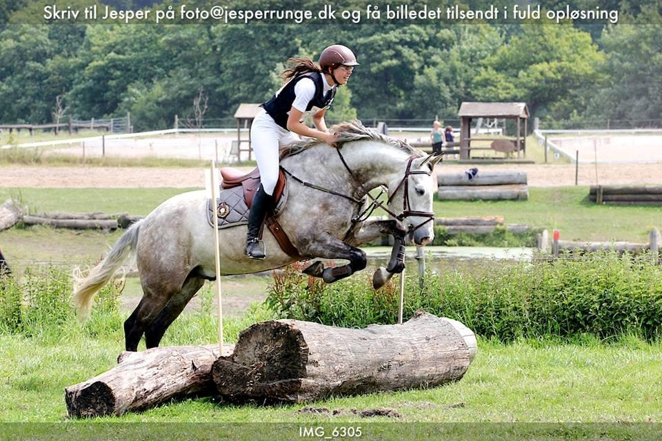 Pura Raza Española Campanero *Æseløre* - CNC70 billede 8