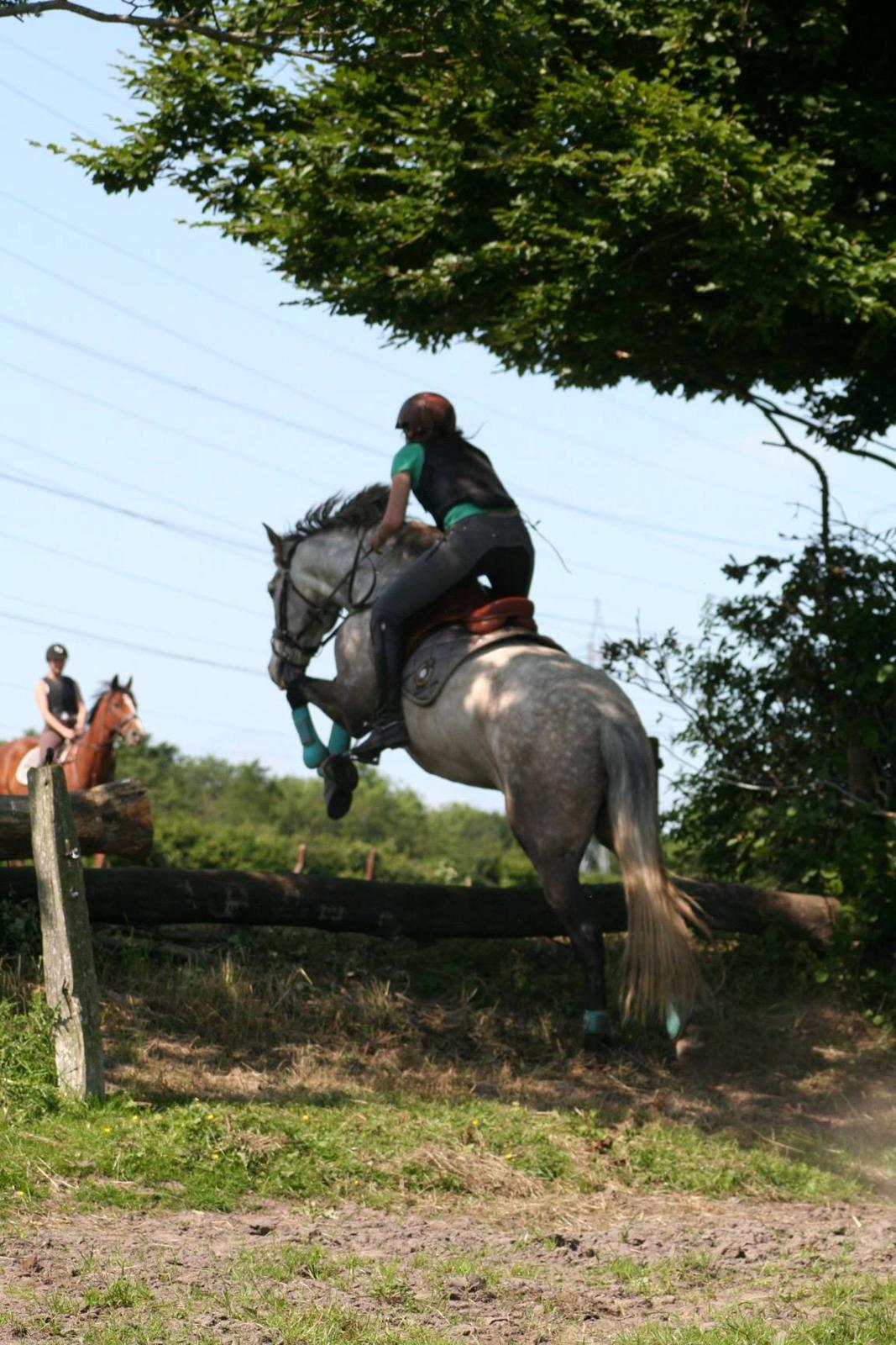 Pura Raza Española Campanero *Æseløre* - Træning billede 10
