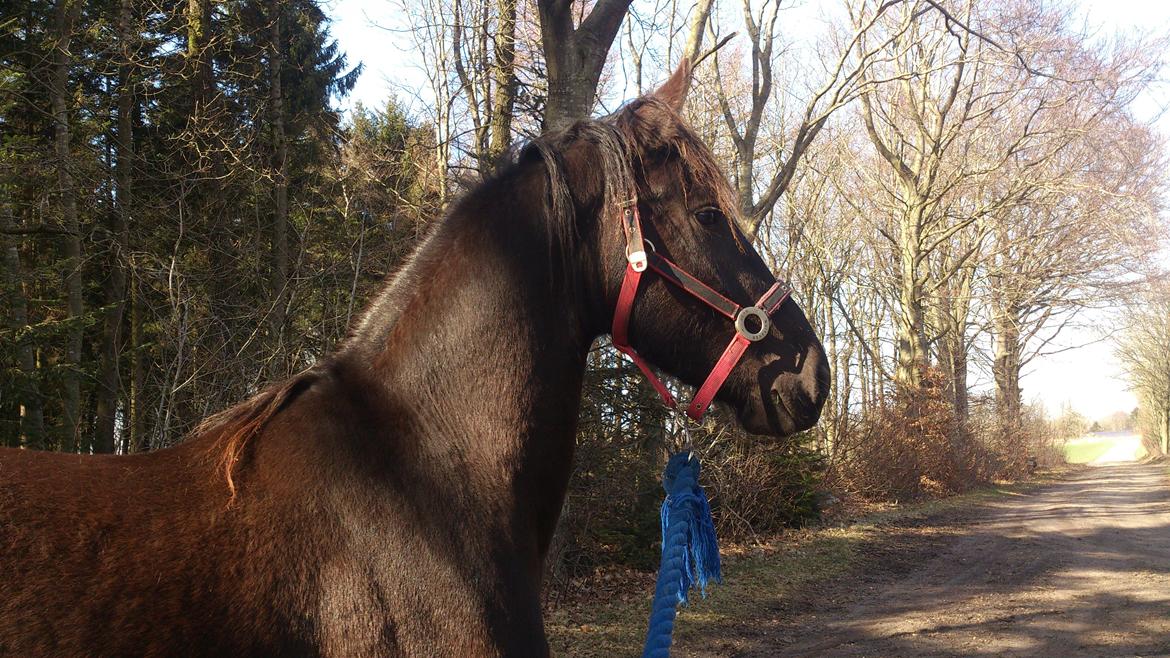 Frieser Temmy billede 21