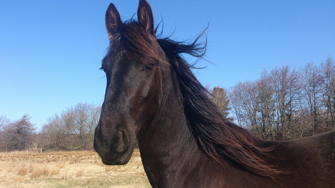 Frieser Temmy billede 22