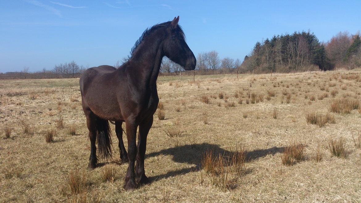 Frieser Temmy billede 23